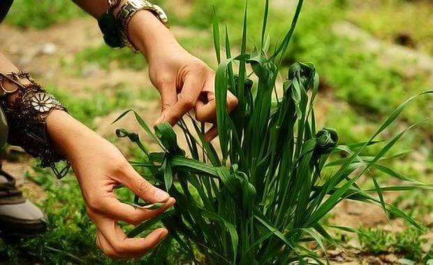 گره زدن سبزه در سیزده به در 