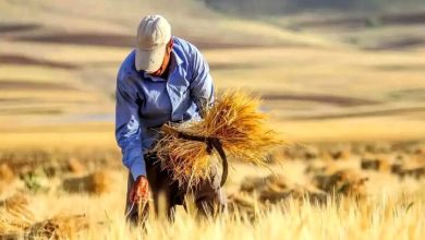 آخرین خبر از خرید تضمینی گندم امروز شنبه ۲۶ مهر ماه ۱۴۰۴