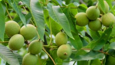 خرید نهال یارانه ای لیبل دار گردو ، بادام و میوه فقط 35 تومان ! برای باغداران سراسر کشور!