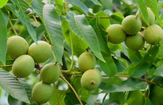 خرید نهال یارانه ای لیبل دار گردو ، بادام و میوه فقط 35 تومان ! برای باغداران سراسر کشور!