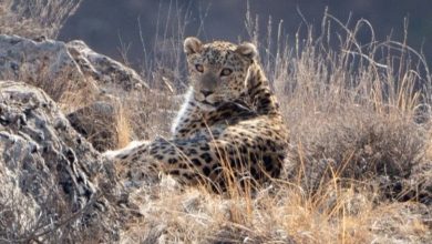 ببینید | شکار تصویری پلنگ در جنگلهای رامسر تصویر یک قلاده پلنگ در جنگلهای رامسر ثبت شده توسط دوربین همیار طبیعت