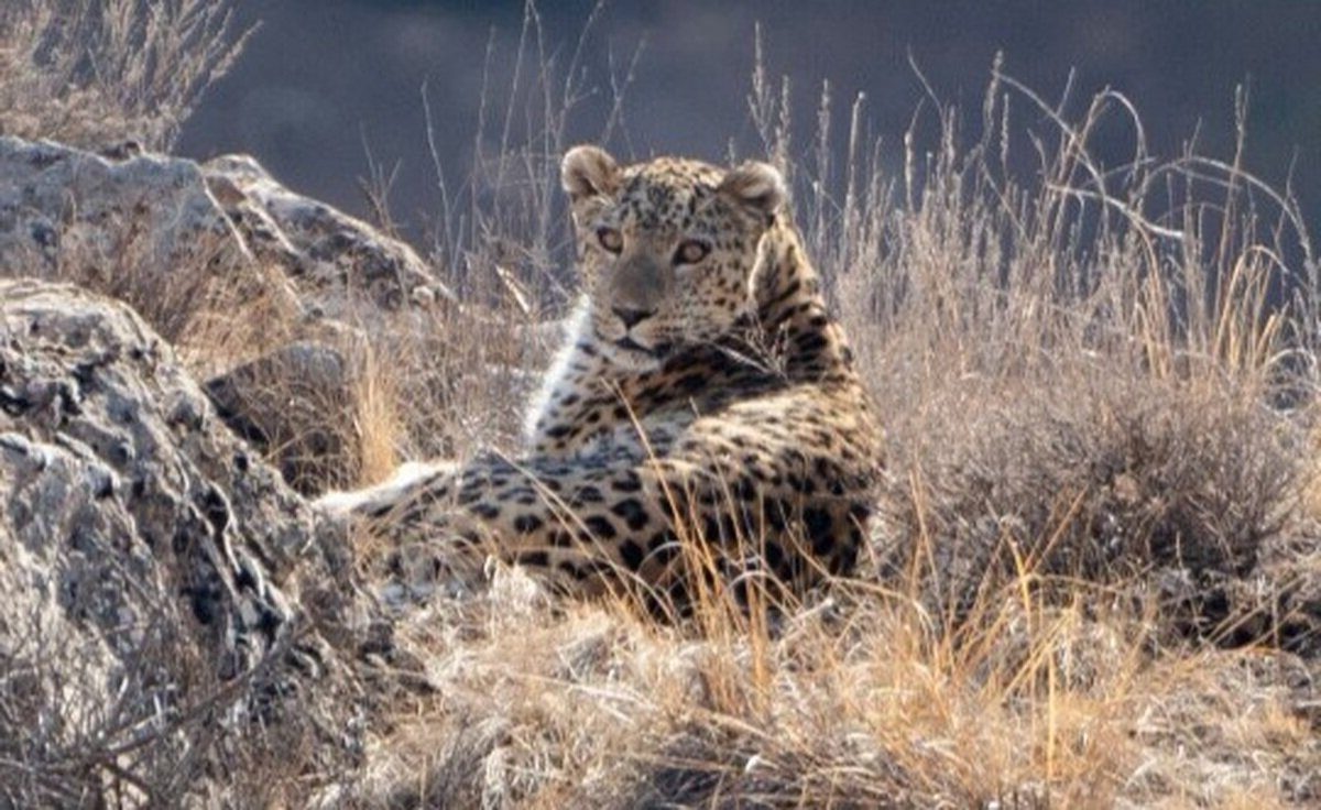 ببینید | شکار تصویری پلنگ در جنگلهای رامسر تصویر یک قلاده پلنگ در جنگلهای رامسر ثبت شده توسط دوربین همیار طبیعت