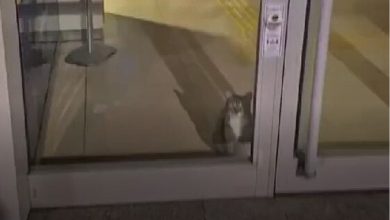 تصویر گربه‌ای که داخل بانک در ترکیه گیر افتاده بود و توسط پلیس پیدا شد