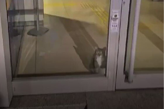 تصویر گربه‌ای که داخل بانک در ترکیه گیر افتاده بود و توسط پلیس پیدا شد