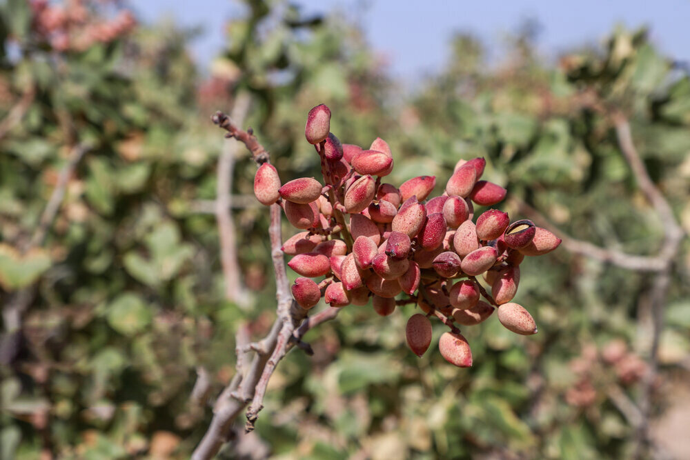 رشد ۸۰ درصدی صادرات پسته ایران رشد ۸۰ درصدی صادرات پسته ایران