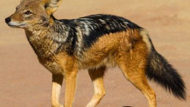 اشتباه مرگبار غزال در برابر شغال؛ مبارزه به جای فرار! + ویدئو اشتباه مرگبار غزال در برابر شغال؛ مبارزه به جای فرار! + ویدئو