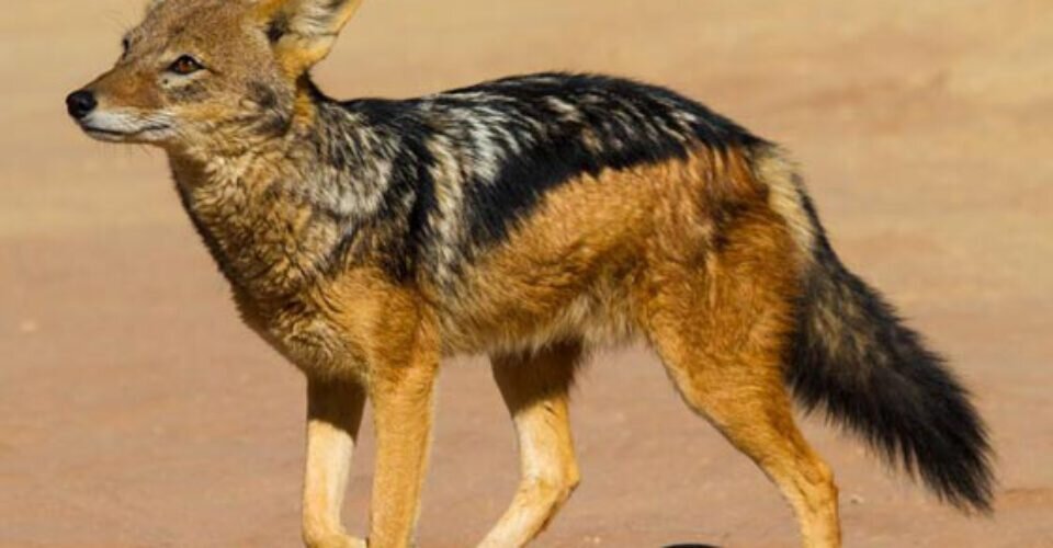 اشتباه مرگبار غزال در برابر شغال؛ مبارزه به جای فرار! + ویدئو اشتباه مرگبار غزال در برابر شغال؛ مبارزه به جای فرار! + ویدئو