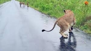 ملاقات دوباره شیر مادر و توله‌ها پس از طوفان و سیل | ویدئو