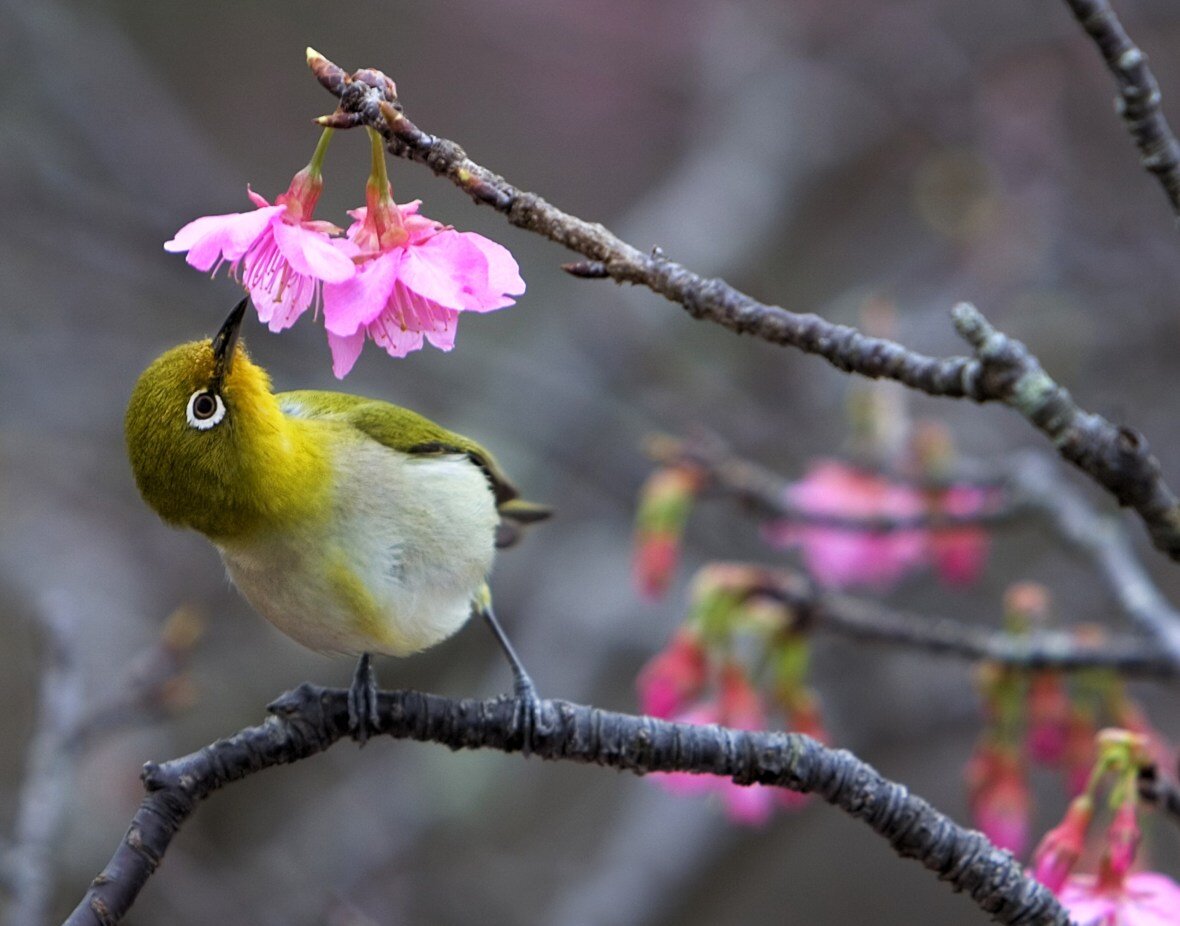 تقویم فروردین ۱۴۰۵ ؛ سیزده بدر ۱۴۰۵ چند شنبه است ؟ تقویم فروردین ۱۴۰۵ ؛ سیزده بدر ۱۴۰۵ چند شنبه است ؟