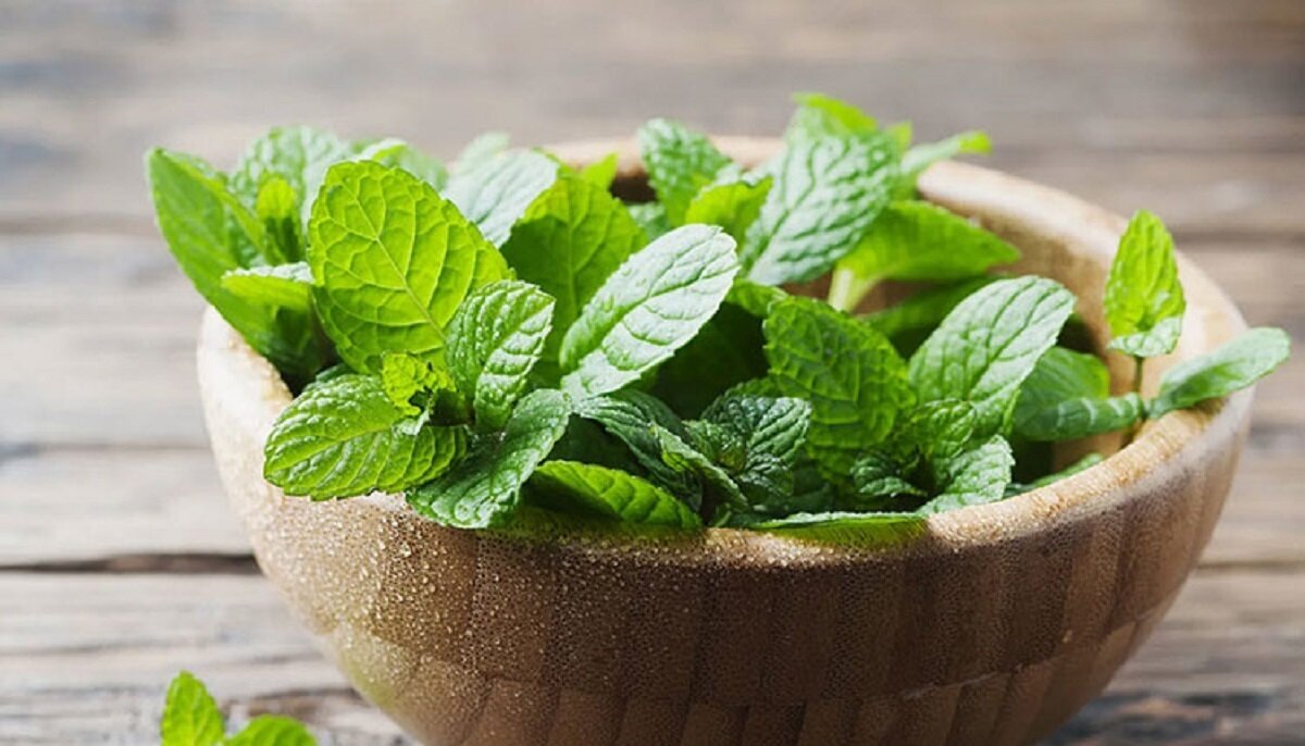 زنجبیل یا نعناع؛ کدام یک برای رفع حالت تهوع بهتر است؟