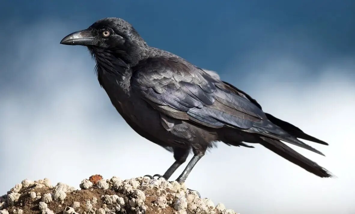 پرندهای که برای آینده برنامهریزی میکند! پرندهای که برای آینده برنامهریزی میکند!