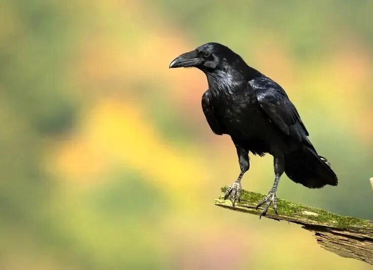 پرنده‌ای که برای آینده برنامه‌ریزی می‌کند!