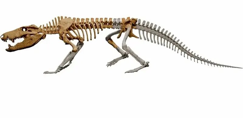 بیرون آمدن هیولای ۷۰ میلیون ساله از دل سنگ | عکس بیرون آمدن هیولای ۷۰ میلیون ساله از دل سنگ | عکس