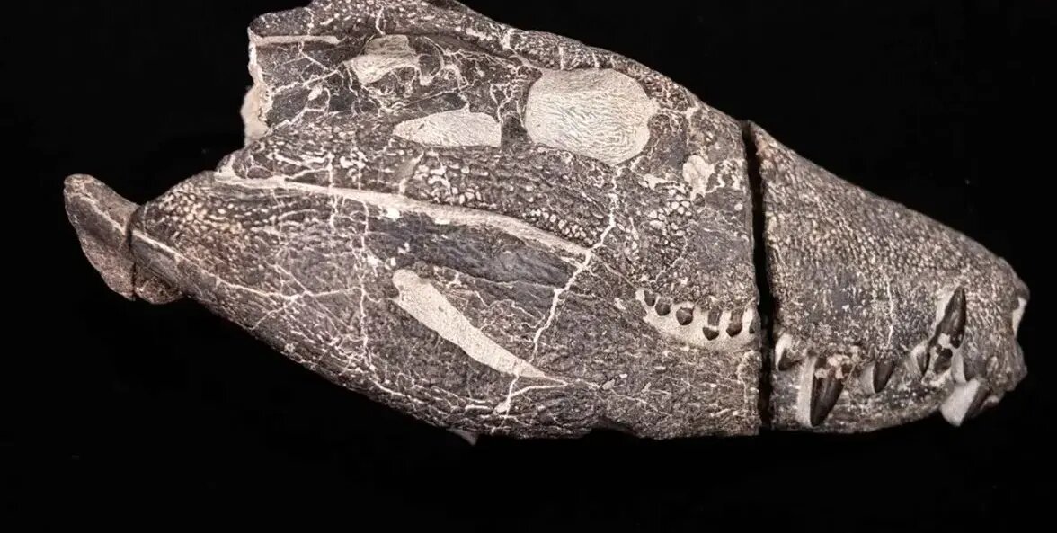 بیرون آمدن هیولای ۷۰ میلیون ساله از دل سنگ | عکس بیرون آمدن هیولای ۷۰ میلیون ساله از دل سنگ | عکس