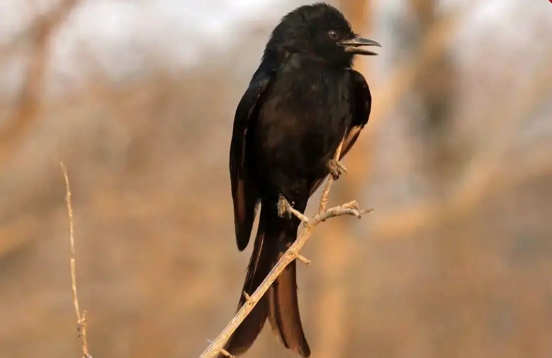 بوچانگای دمچنگالی؛ پرنده دروغگو! بوچانگای دمچنگالی؛ پرنده دروغگو!