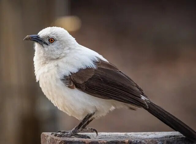 بوچانگای دمچنگالی؛ پرنده دروغگو! بوچانگای دمچنگالی؛ پرنده دروغگو!