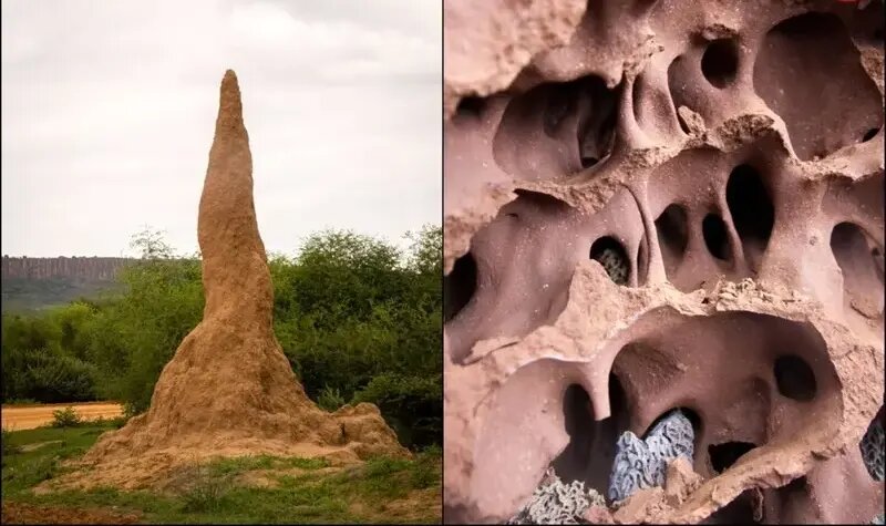 این حشرۀ کوچک شاهکارهای حیرت‌انگیز معماری می‌سازد! | عکس