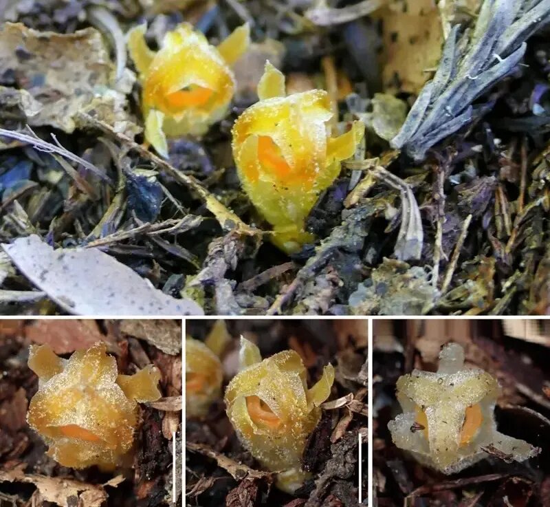 «فانوس پریان» پس از ۳۰ سال در یکی از جنگل‌های ژاپن پیدا شد | عکس