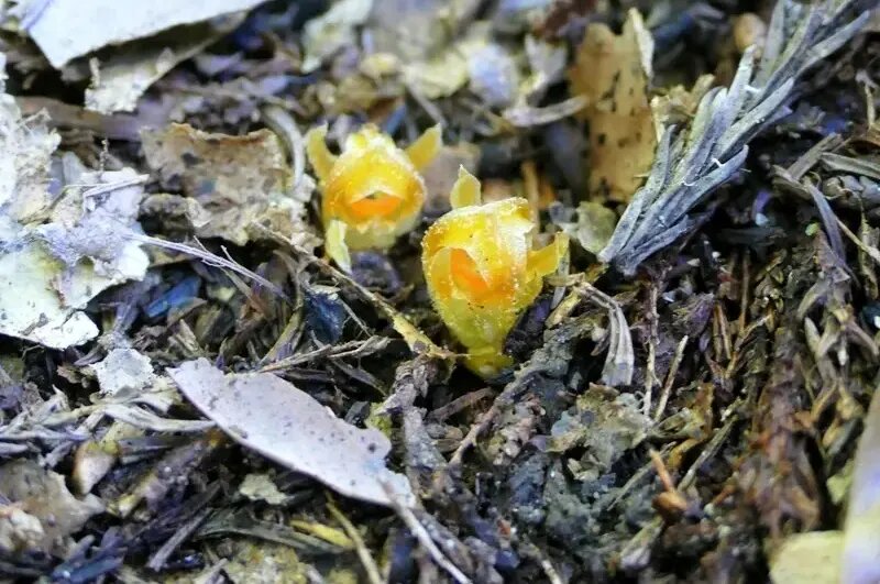 «فانوس پریان» پس از ۳۰ سال در یکی از جنگل‌های ژاپن پیدا شد | عکس