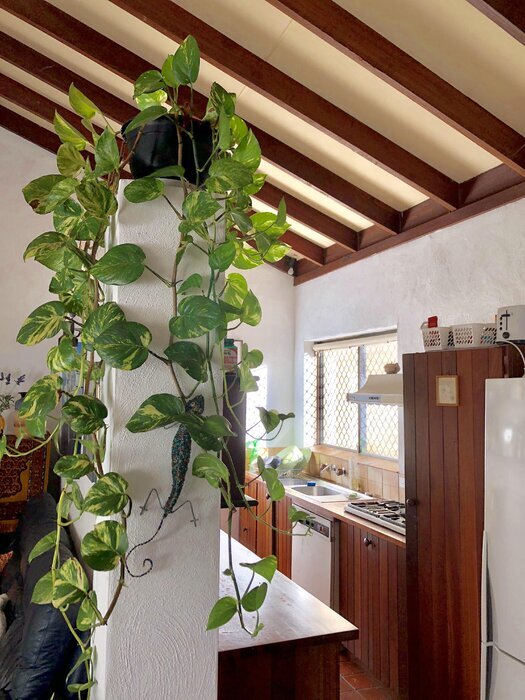 دستیابی به بهشت سبز با انتخاب هوشمند گیاهان آپارتمانی کمنور دستیابی به بهشت سبز با انتخاب هوشمند گیاهان آپارتمانی کمنور