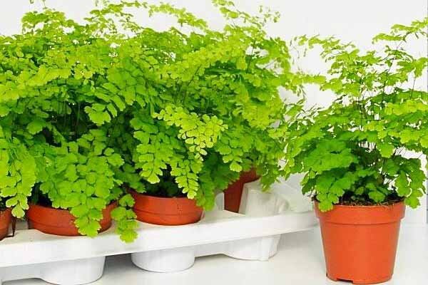 دستیابی به بهشت سبز با انتخاب هوشمند گیاهان آپارتمانی کمنور دستیابی به بهشت سبز با انتخاب هوشمند گیاهان آپارتمانی کمنور