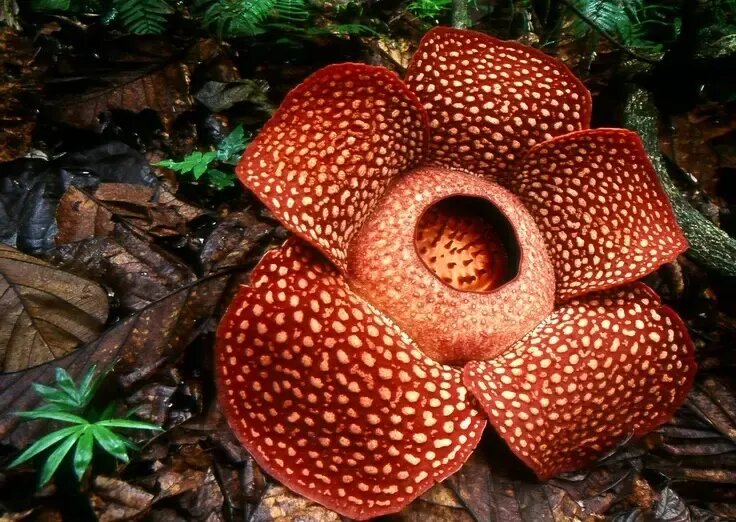 بزرگ‌ترین گل جهان چه ویژگی‌هایی دارد؟ | عکس