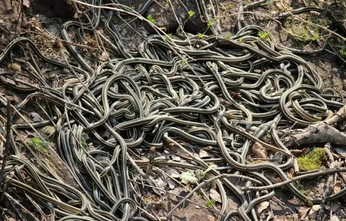 بزرگترین «لانۀ مار» در جهان کجاست؟