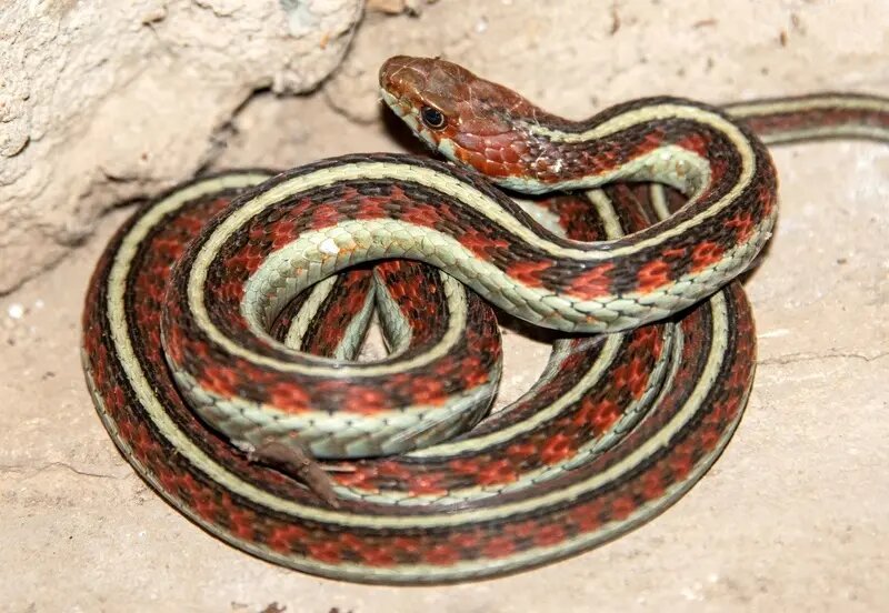 بزرگترین «لانۀ مار» در جهان کجاست؟ بزرگترین «لانۀ مار» در جهان کجاست؟