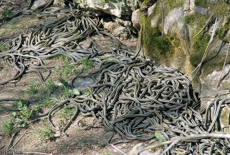 بزرگترین «لانۀ مار» در جهان کجاست؟ بزرگترین «لانۀ مار» در جهان کجاست؟