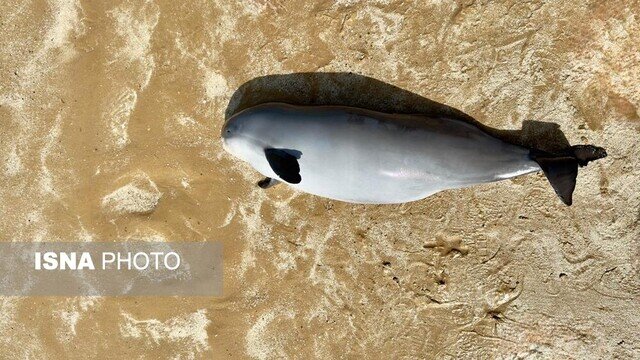 مرگ یک نوزاد گرازماهی در سواحل بوشهر + تصاویر