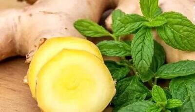 زنجبیل یا نعناع؛ کدام یک برای رفع حالت تهوع بهتر است؟ زنجبیل یا نعناع؛ کدام یک برای رفع حالت تهوع بهتر است؟