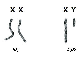 از دست دادن کروموزوم جنسی، عمر مردان را کوتاه‌تر می‌کند