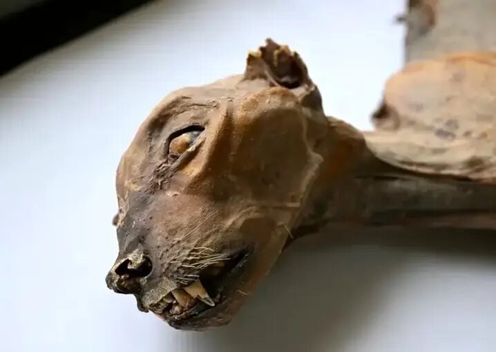 کشف مومیایی طبیعی یوزپلنگ در عربستان | عکس