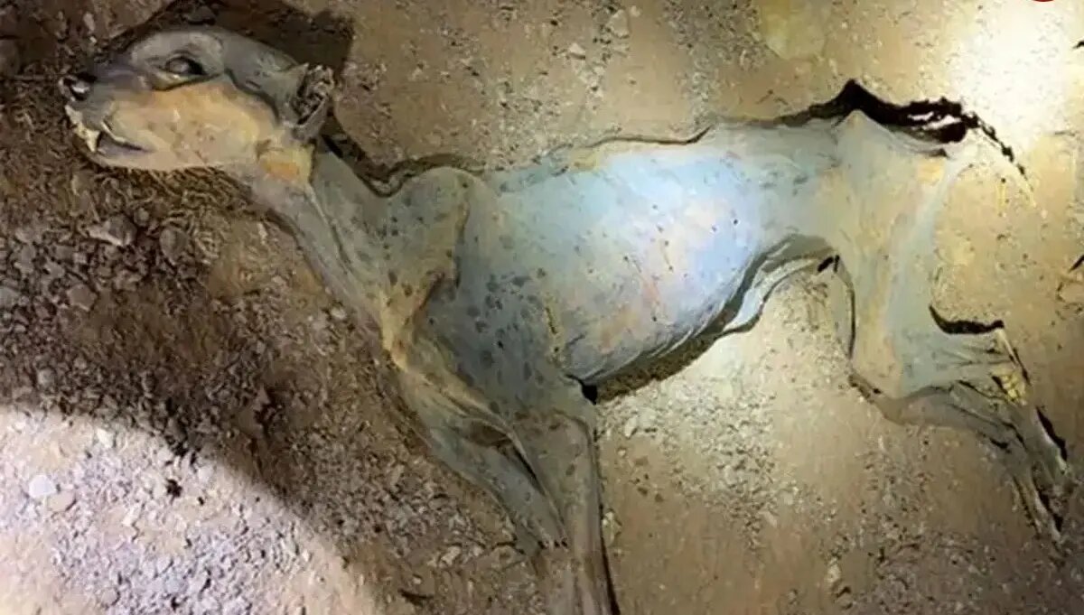 کشف مومیایی طبیعی یوزپلنگ در عربستان | عکس کشف مومیایی طبیعی یوزپلنگ در عربستان | عکس