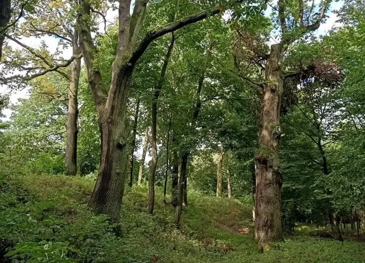 شناسایی دژ ۳۰۰ ساله‌ای که در جنگل پنهان شده بود!