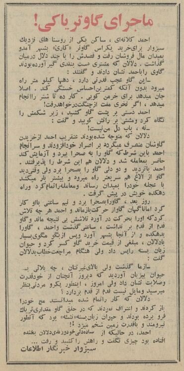 گاو تریاکی در سبزوار خبرساز شد! | ماجرای فروش گاو معتاد در سال ۱۳۴۴