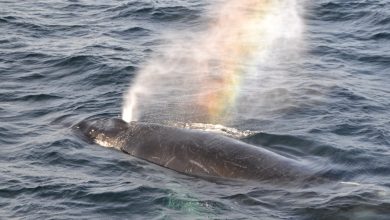 ایجاد رنگین‌کمان‌های شگفت‌انگیز با بازدم نهنگ | ویدئو