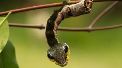این «کرم ابریشم» ادای «مار» درمی‌آورد! | ویدئو
