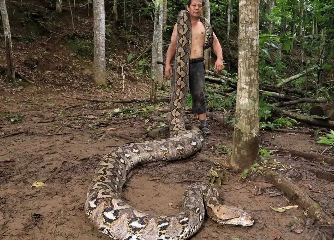 بارونس؛ درازترین مار وحشی جهان | عکس