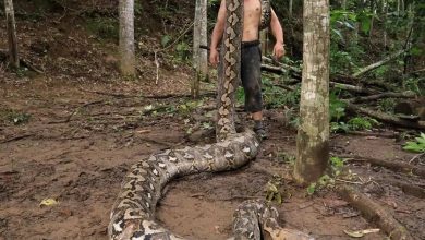 بارونس؛ درازترین مار وحشی جهان | عکس