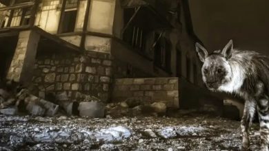 بازدیدکننده شهر ارواح؛ عکسی وهم‌انگیز که پس از ۱۰ سال انتظار گرفته شد | عکس