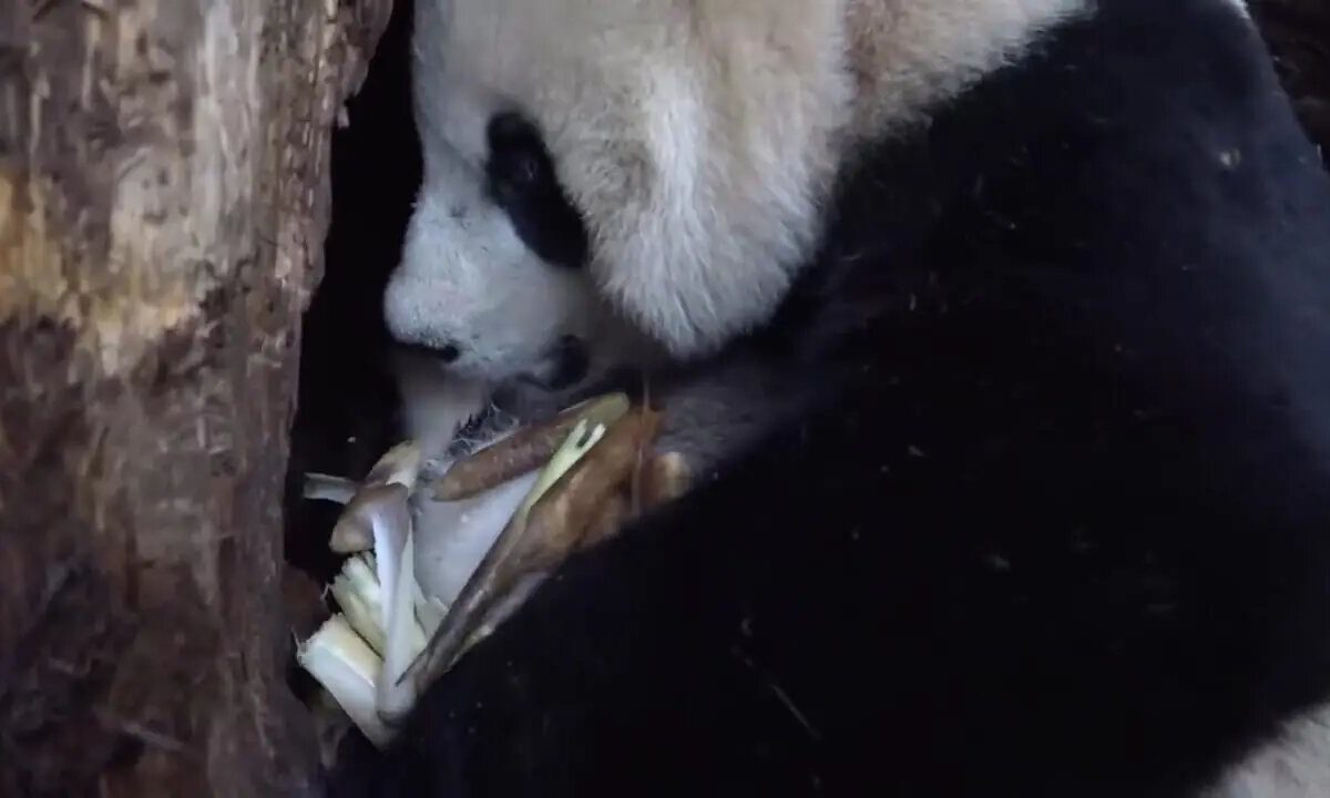 تصاویری از مهر مادری پاندا به توله‌اش | ویدئو