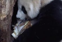 تصاویری از مهر مادری پاندا به توله‌اش | ویدئو