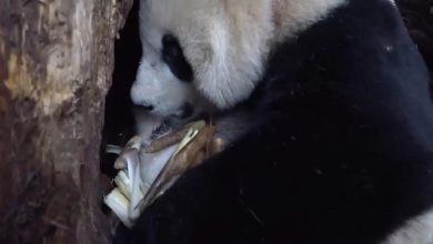 تصاویری از مهر مادری پاندا به توله‌اش | ویدئو