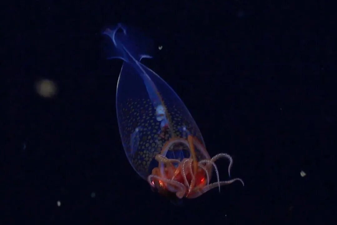 تصاویری شگفت‌انگیز از عمق ۱۷۲۹ متری اقیانوس | ویدئو