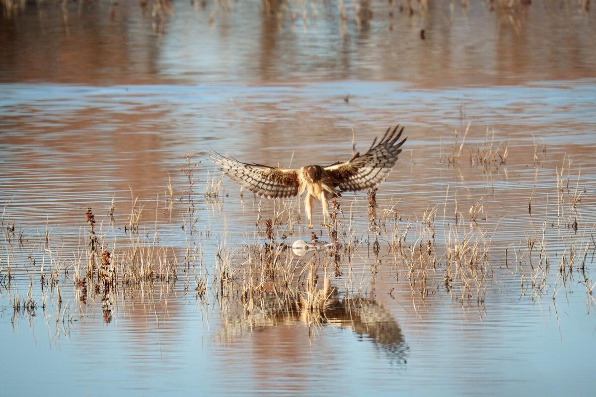 جادوی دلیجه هنگام شکار | ویدئو
