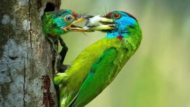 روح مادرانگی در تصاویری از حیات وحش | عکس