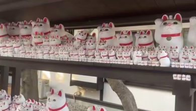 روز گربه در ژاپن | ویدئو روز گربه در ژاپن | ویدئو