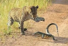 رویارویی تماشایی پلنگ و بزمجه | ویدئو رویارویی تماشایی پلنگ و بزمجه | ویدئو