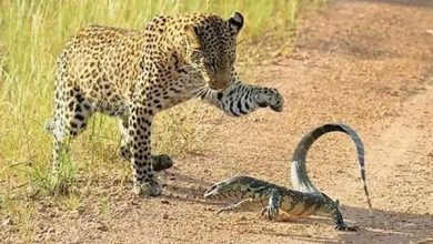 رویارویی تماشایی پلنگ و بزمجه | ویدئو